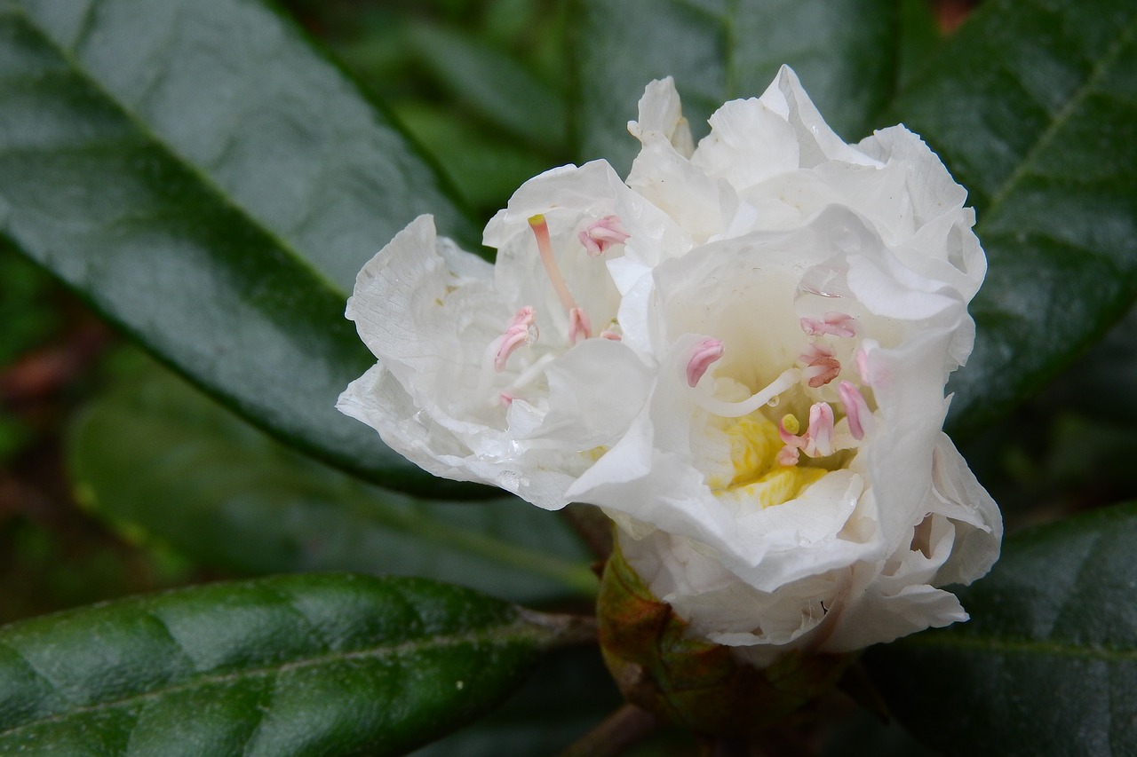 rhododendron flower white flower free photo