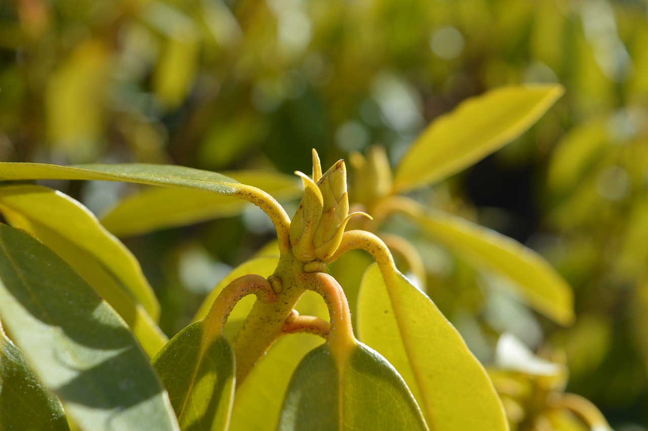 rhododendron nature button free photo