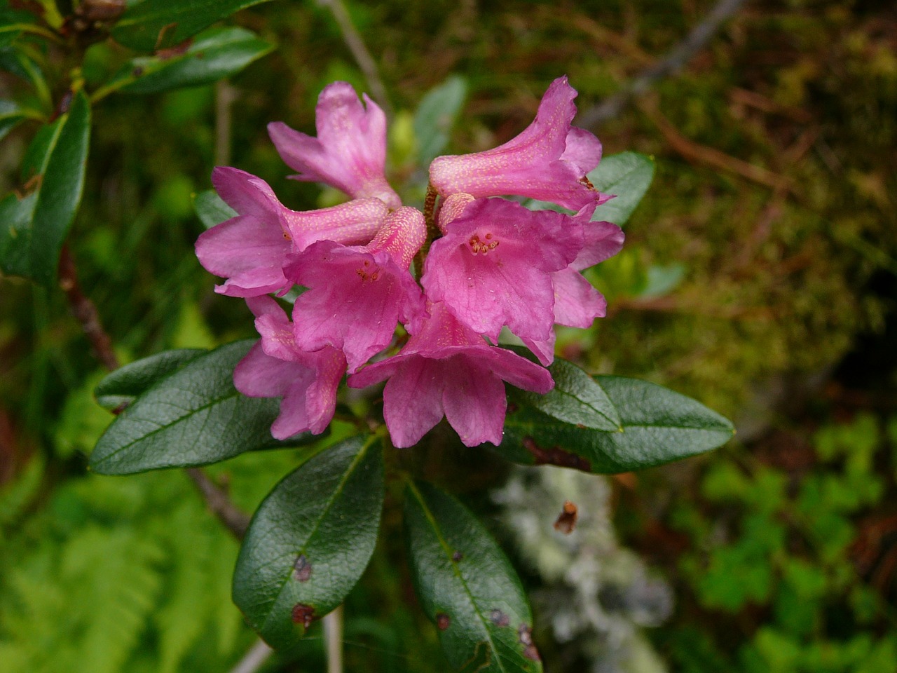 rhododendron flower alps free photo