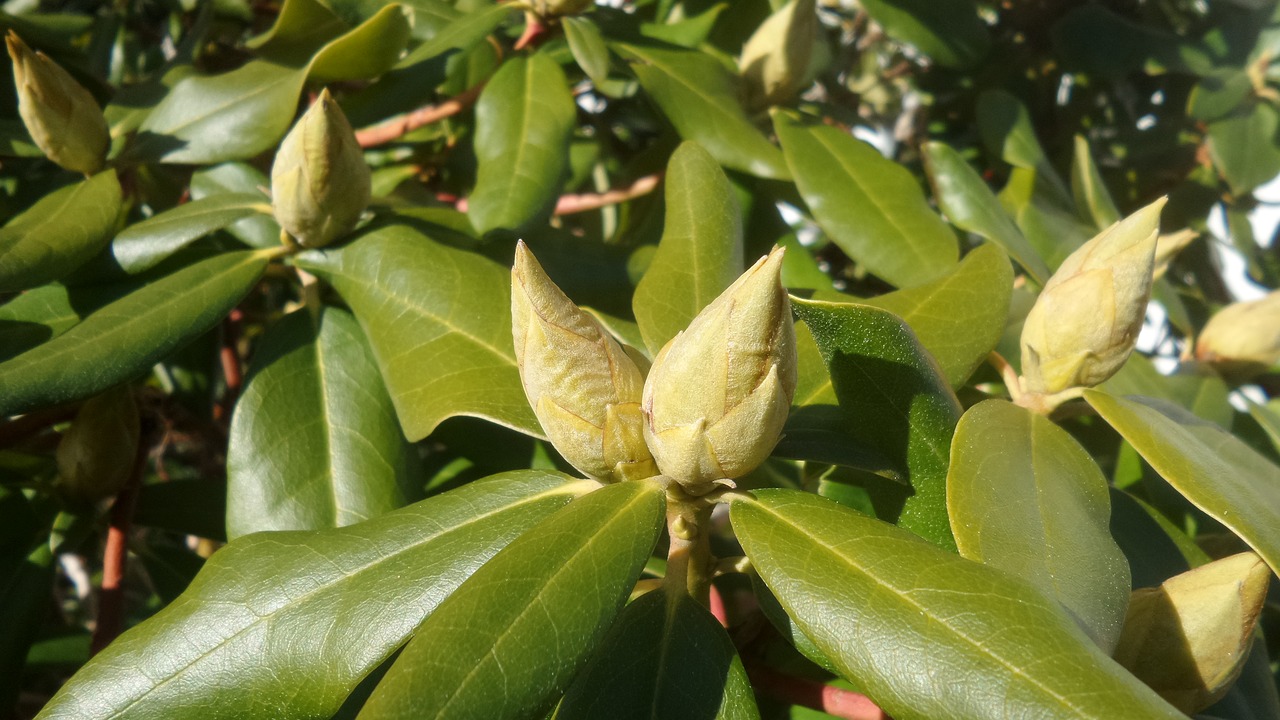 rhododendron bud closed free photo