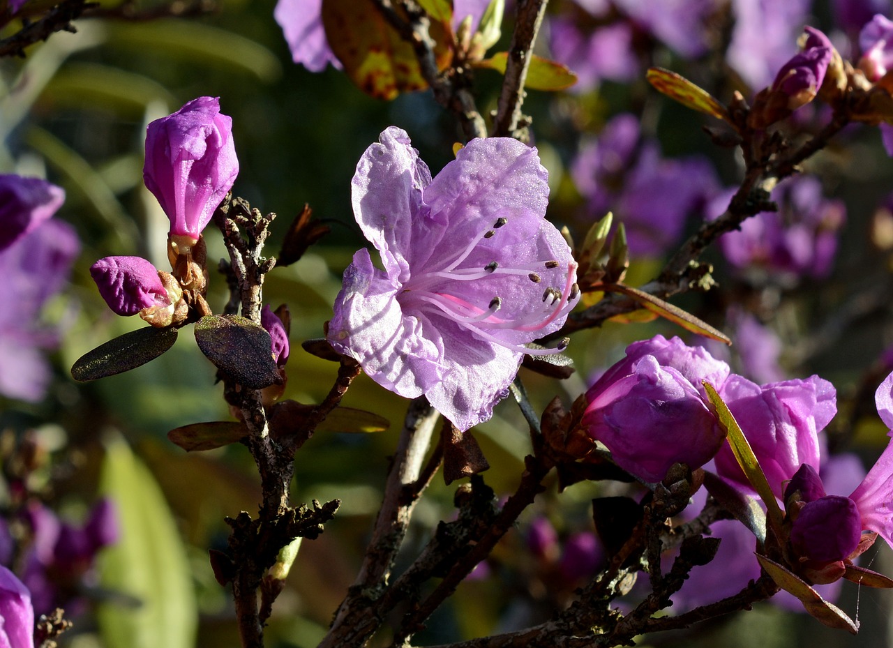 rhododendron blossom bloom free photo