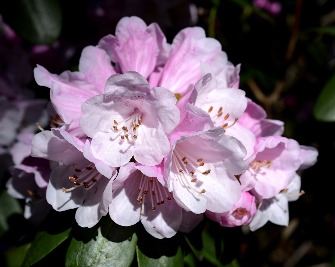 rhododendron spring flowers free photo