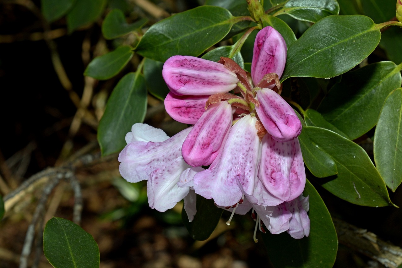 rhododendron spring bud free photo