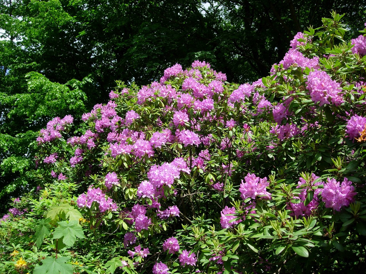 rhododendron plant bush free photo