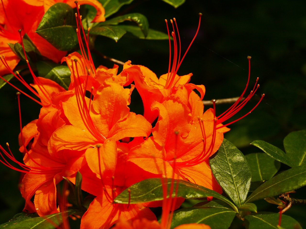 rhododendron blossom bloom free photo