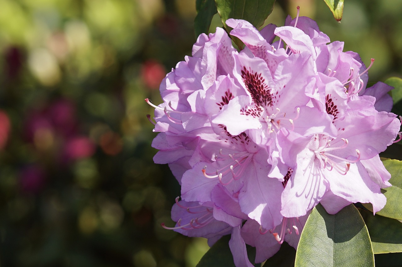 rhododendron pink spring free photo