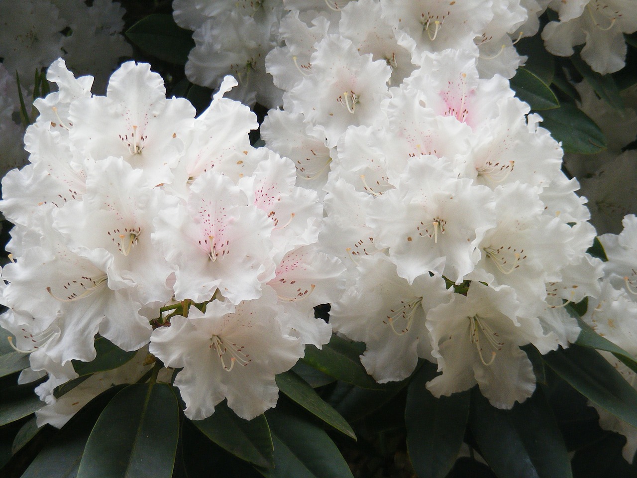 rhododendron floral plant free photo