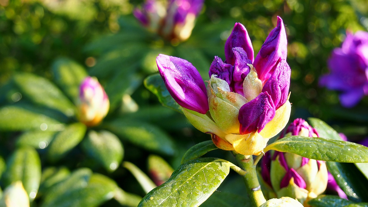 rhododendron flowers plant free photo