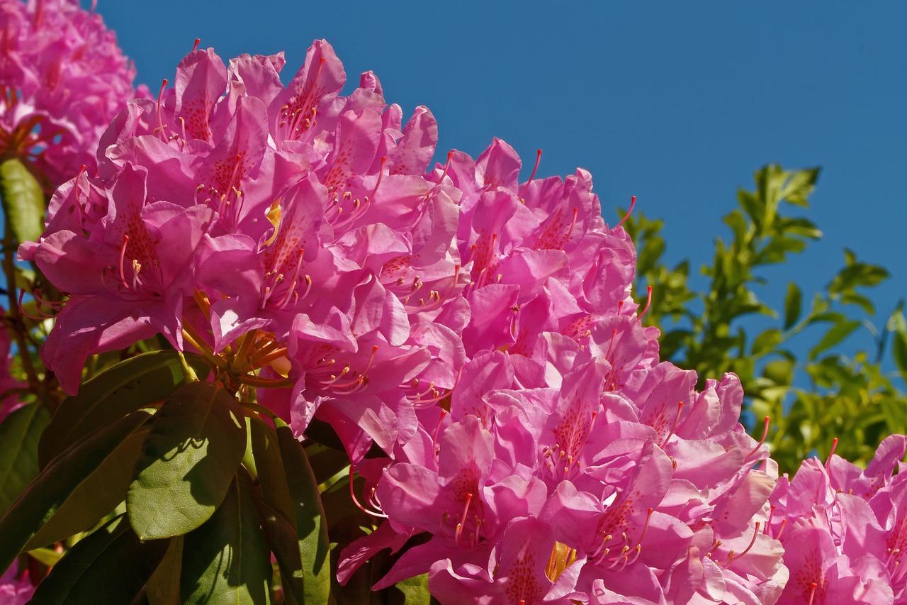 rhododendron bush flowers free photo