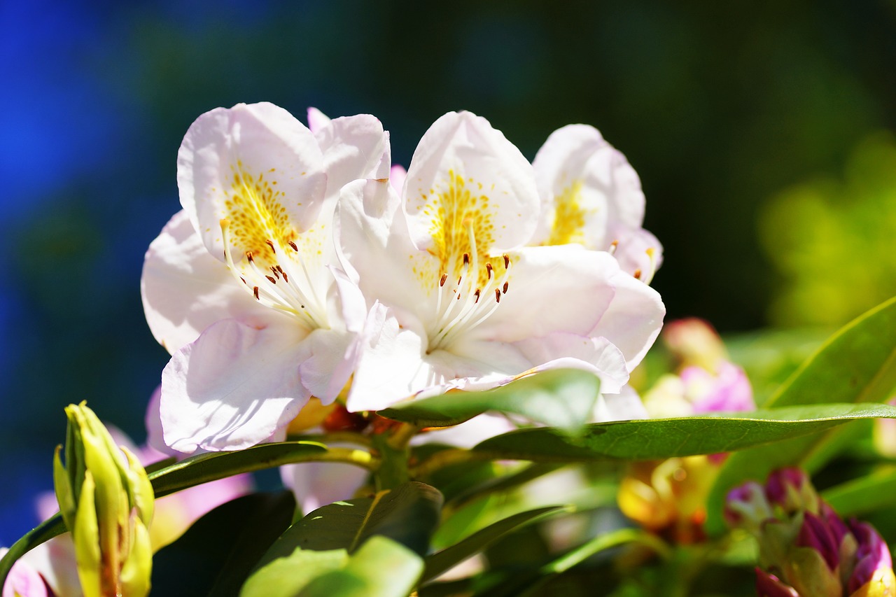 rhododendron white early summer free photo