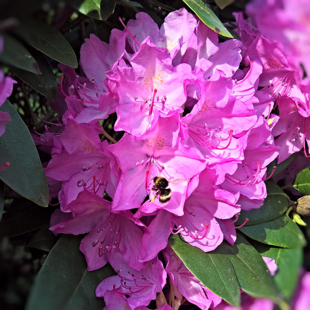 rhododendron blossom bloom free photo