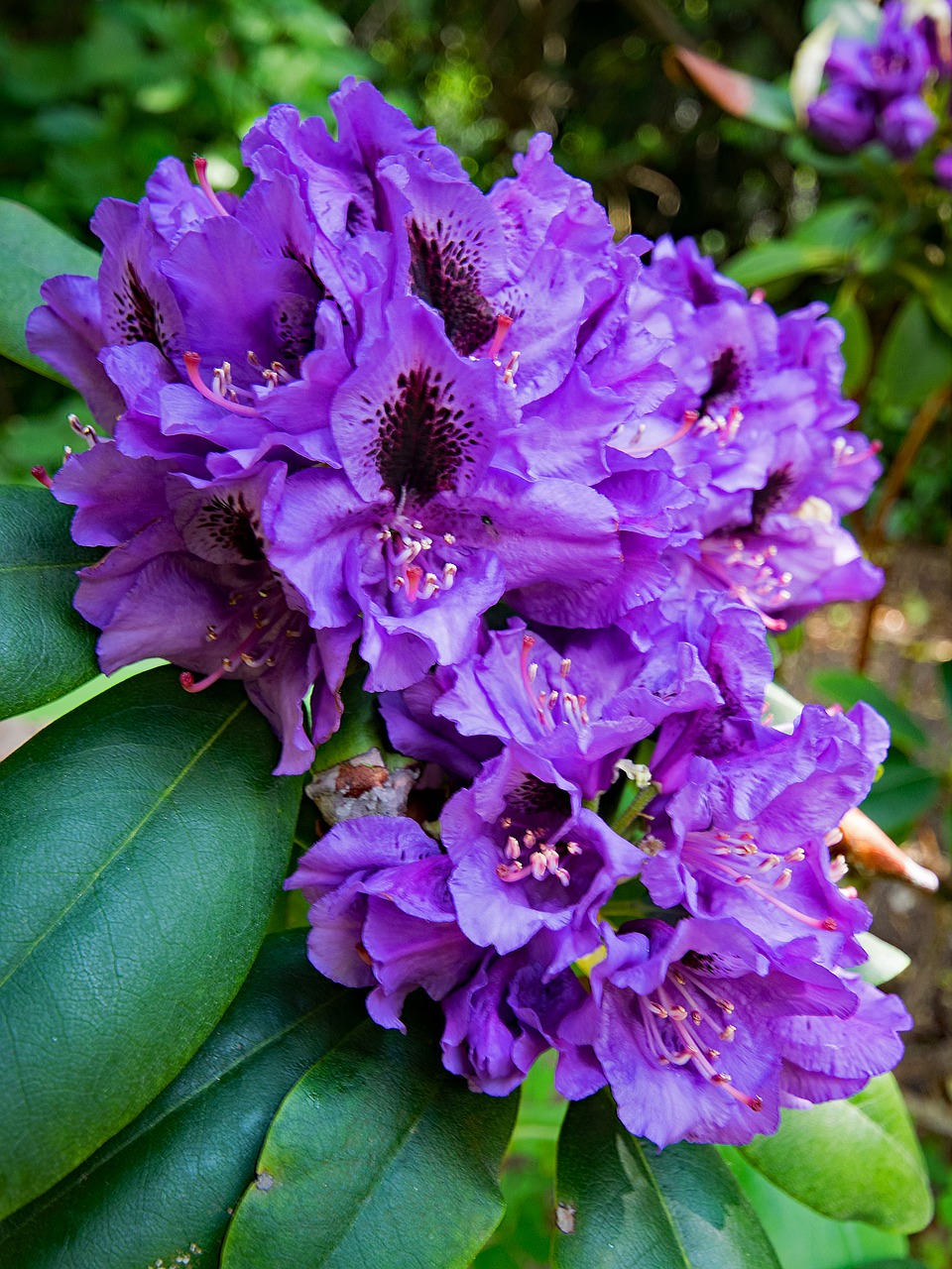 rhododendron flowers purple free photo