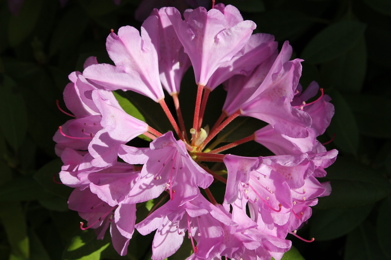 rhododendron flower petal free photo