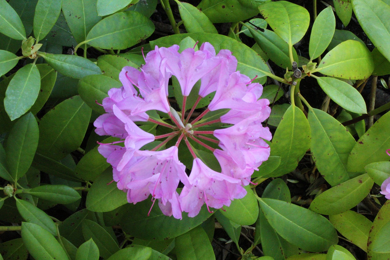 rhododendron flower petal free photo