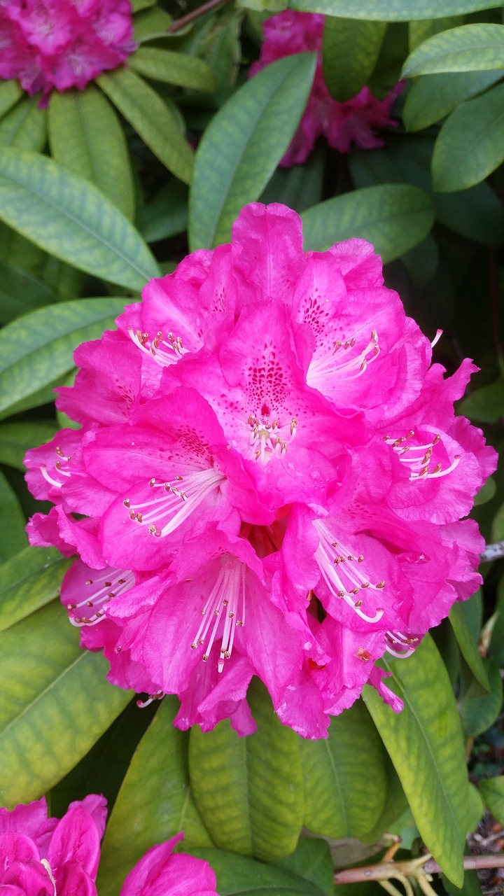 rhododendron pink spring free photo