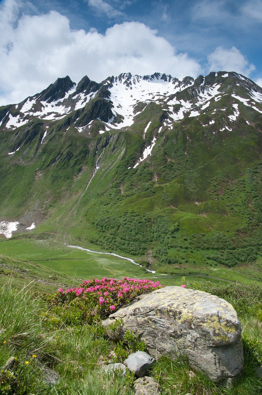 rhododendron valais switzerland free photo