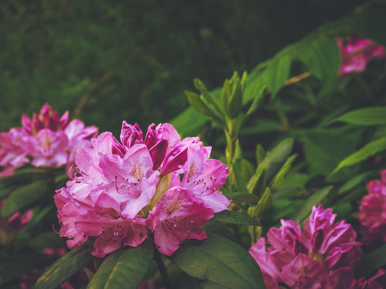 rhododendron magenta bush free photo