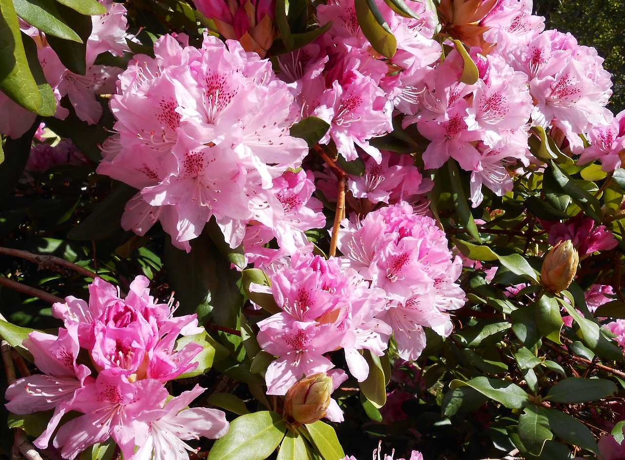 rhododendron blossom bloom free photo