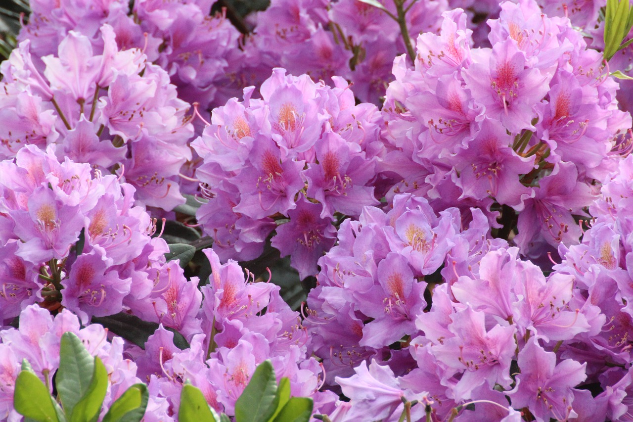 rhododendron flowers close free photo