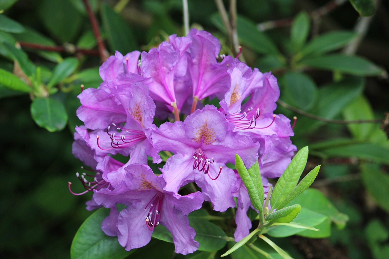 rhododendron purple blossom free photo