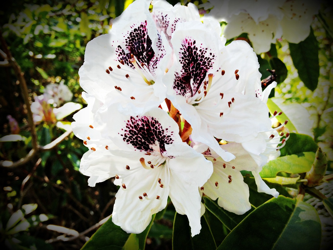 rhododendron blossom bloom free photo