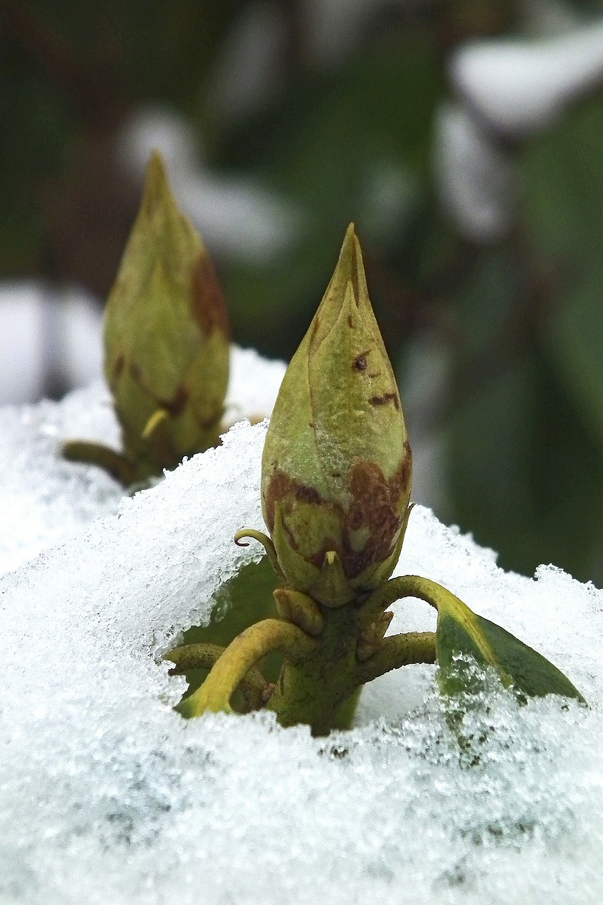 rhododendron bud plant free photo