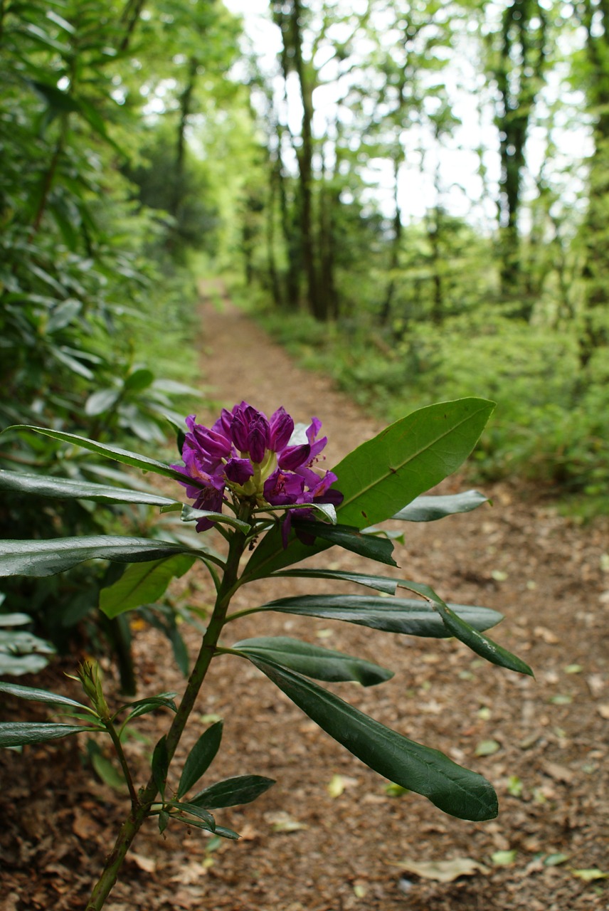 rhododendron path hike free photo