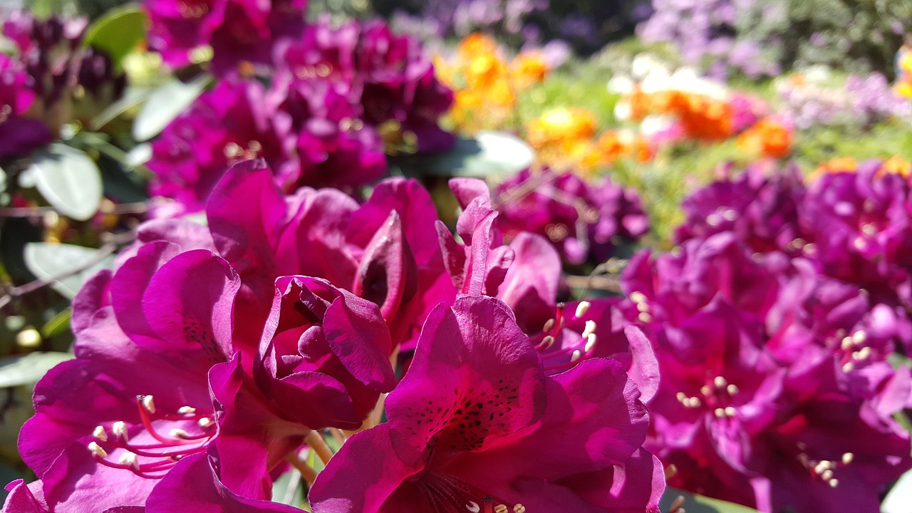 rhododendron full bloom close free photo