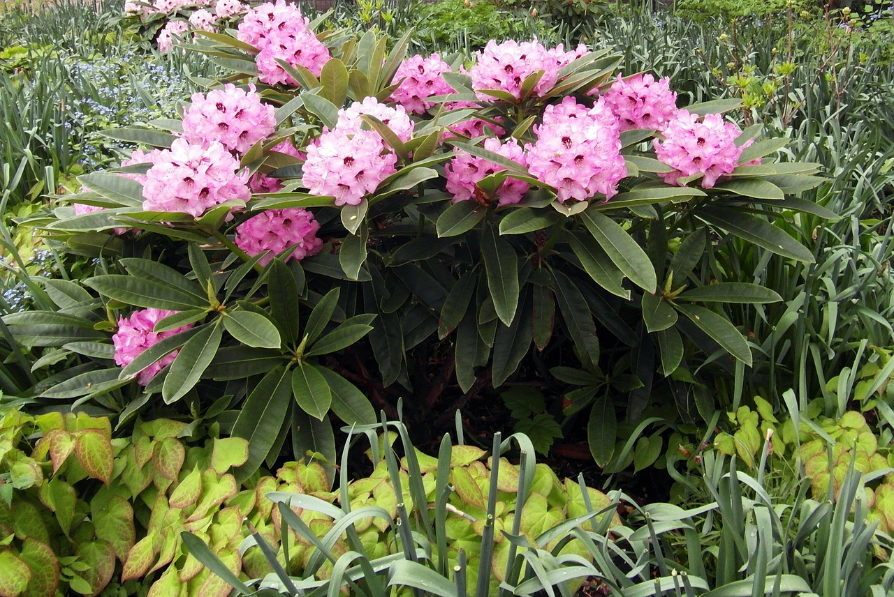 rhododendron blossom bloom free photo