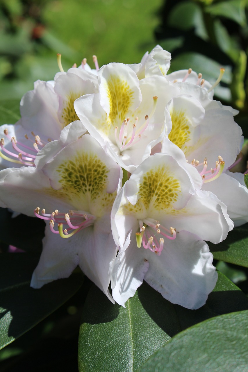 rhododendron flower bloom free photo