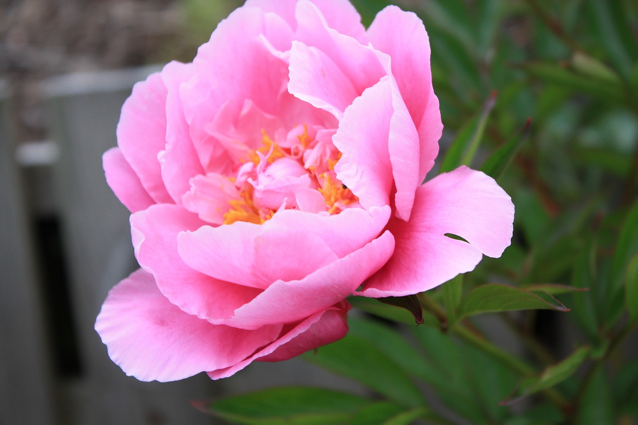 rhododendron pink flower free photo