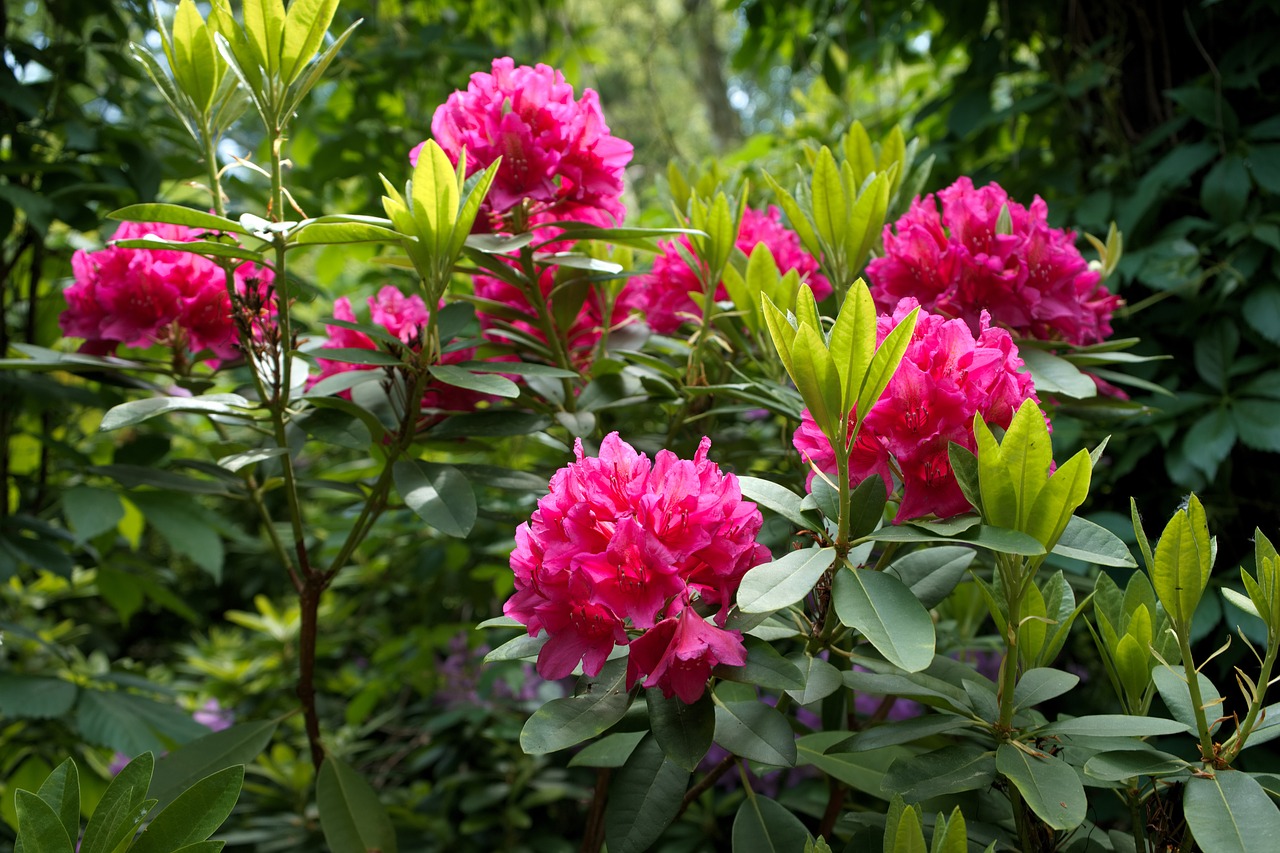 rhododendron purple flower plant free photo