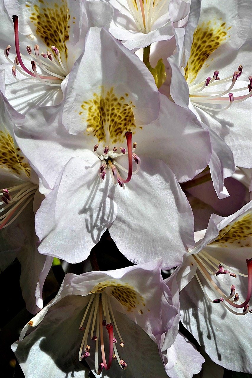 rhododendron white flower free photo