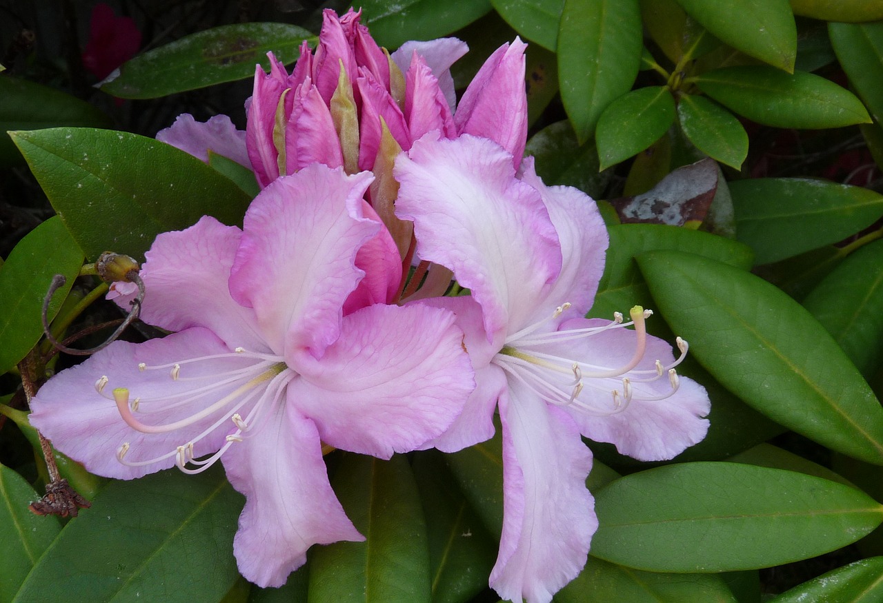 rhododendron pink spring free photo