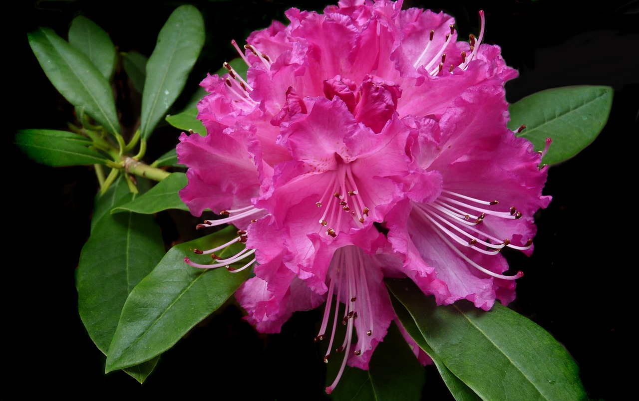 rhododendron pink flower free photo