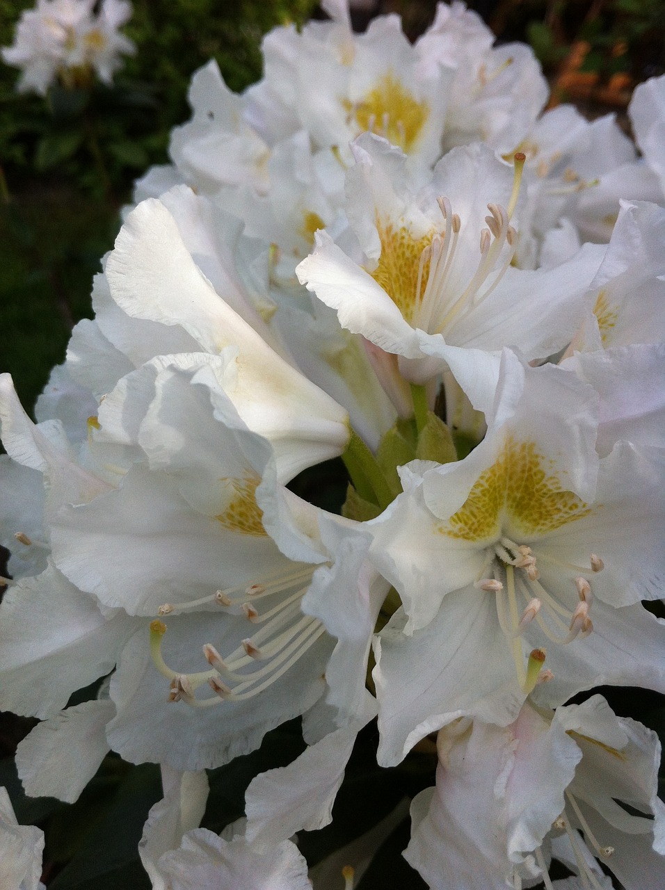 rhododendron flower garden free photo