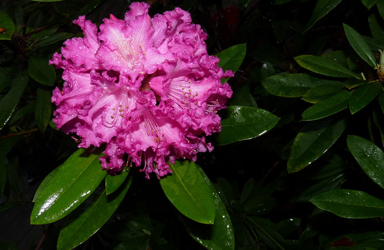 rhododendron flower in the rain free photo