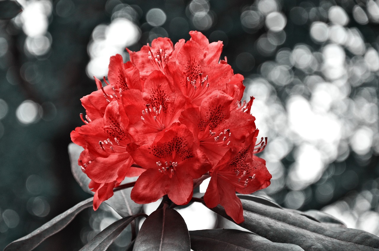 rhododendron flower shrub free photo