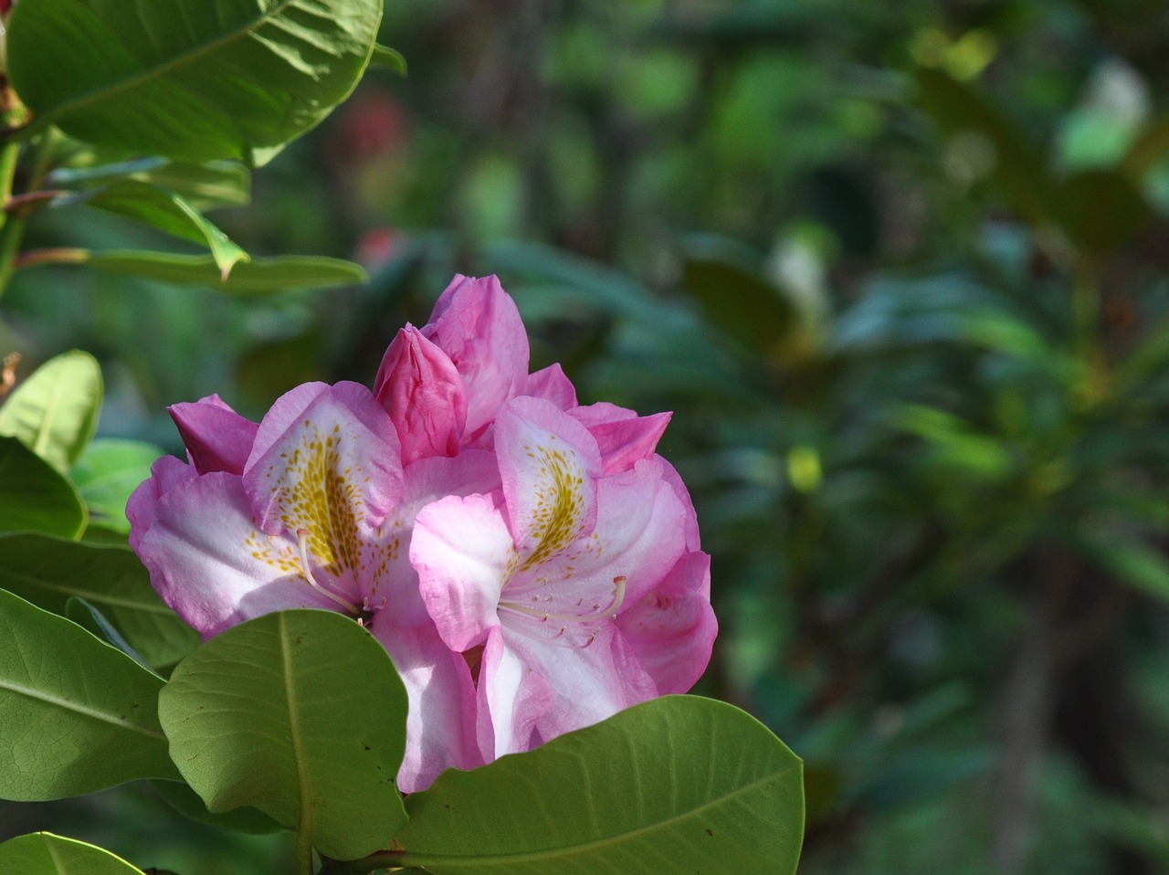 rhododendron flower pink free photo