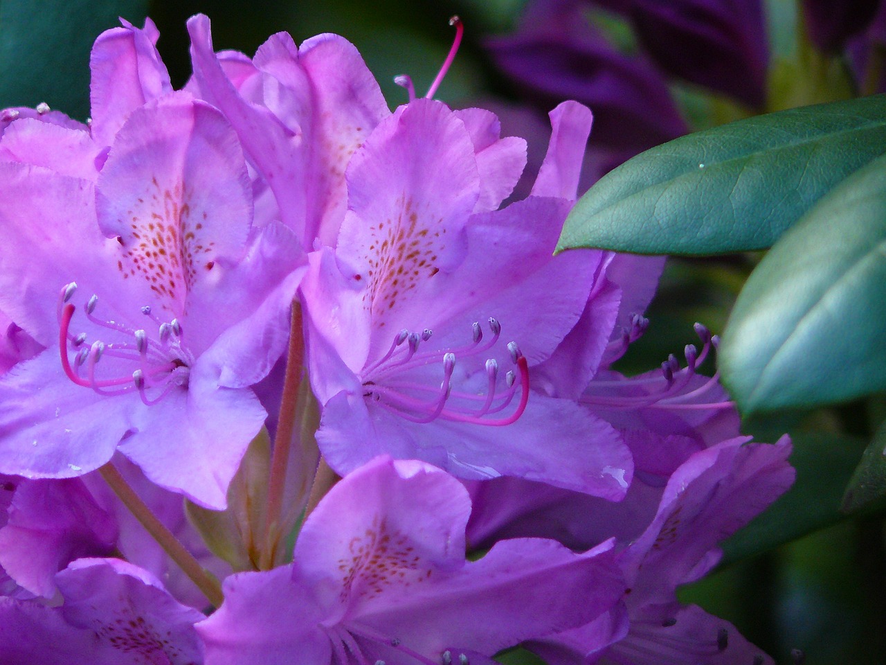 rhododendron flowers close free photo