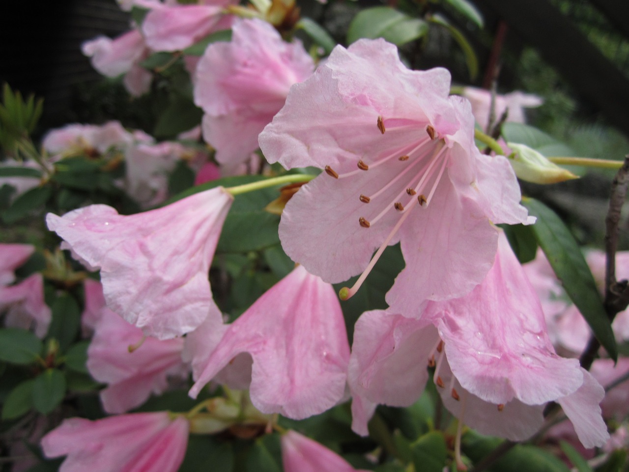 rhododendron plant blossom free photo