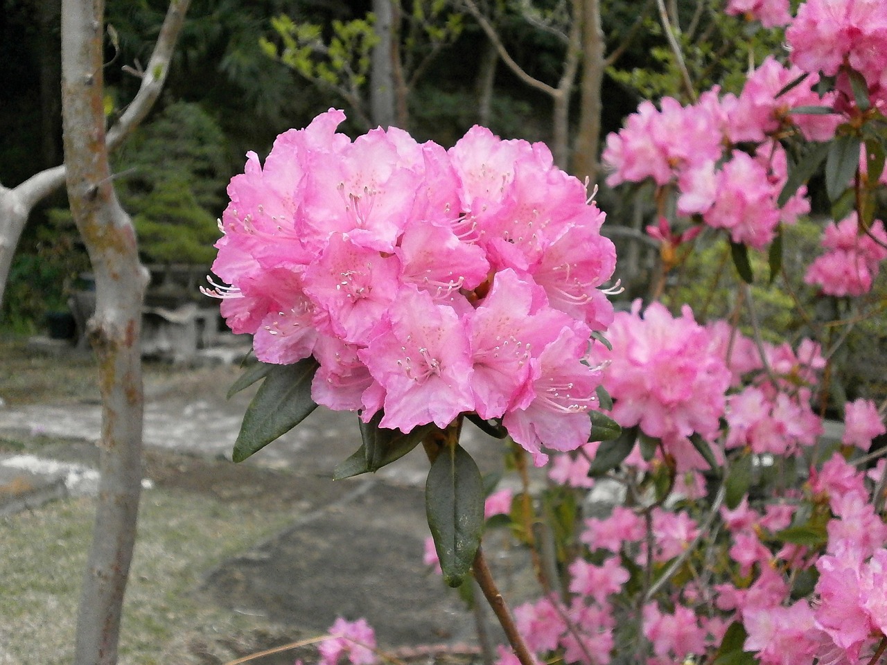 rhododendron rhododendrons ericaceae free photo