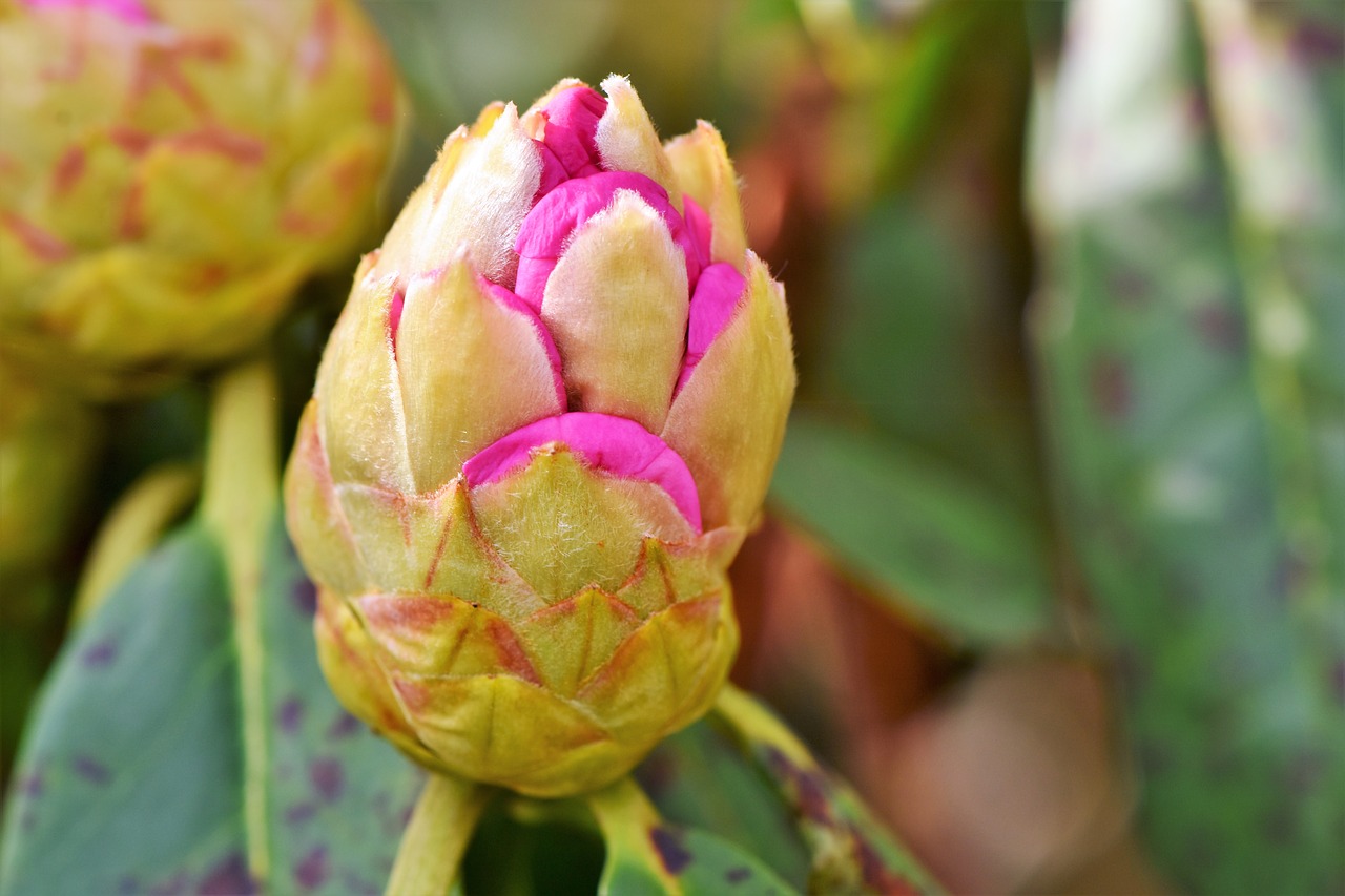 rhododendron rhododedron buds pink rhododendron free photo
