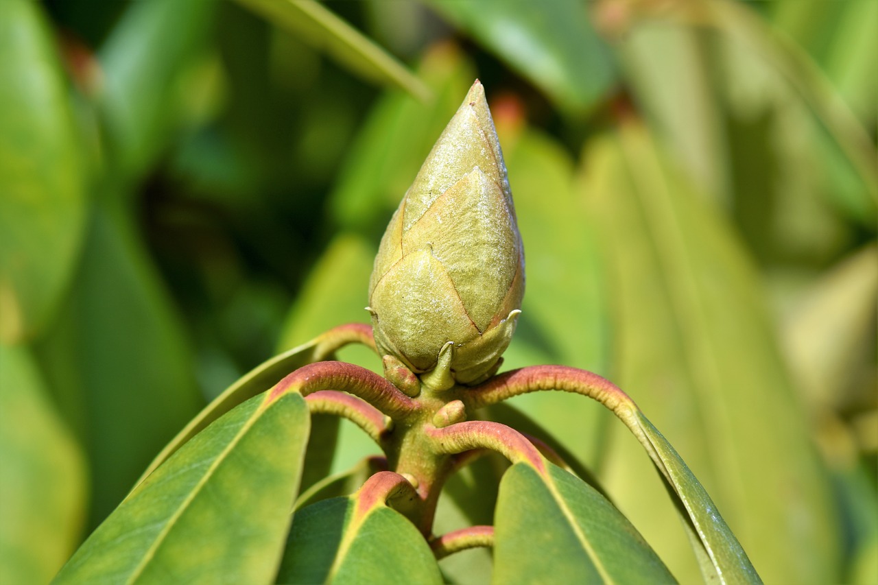 rhododendron rhododedron buds pink rhododendron free photo