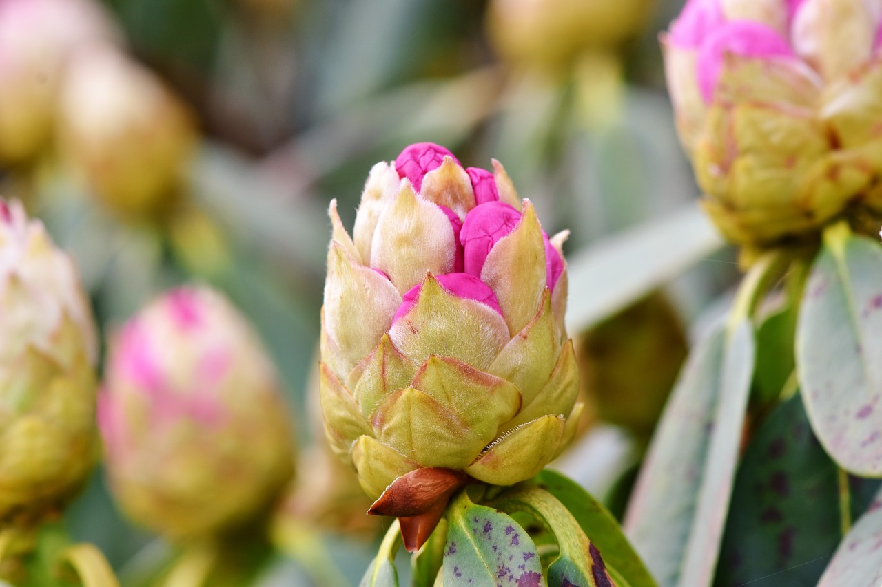 rhododendron  rhododedron buds  pink rhododendron free photo