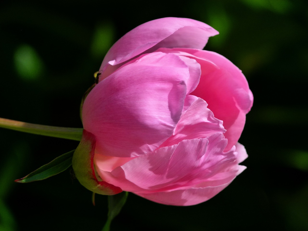 rhododendron abloom blooming free photo