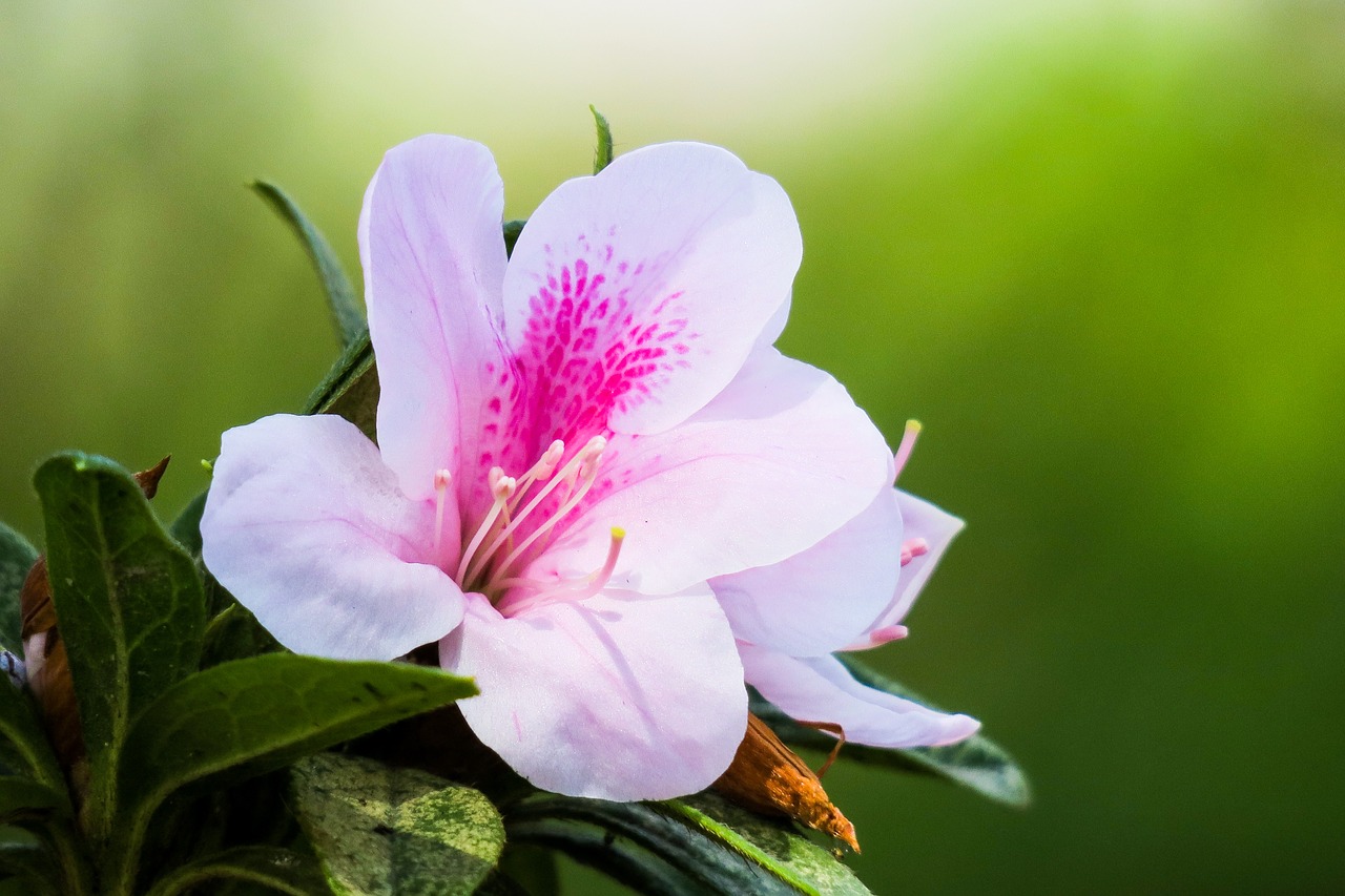 rhododendron  hong kong  the year april free photo