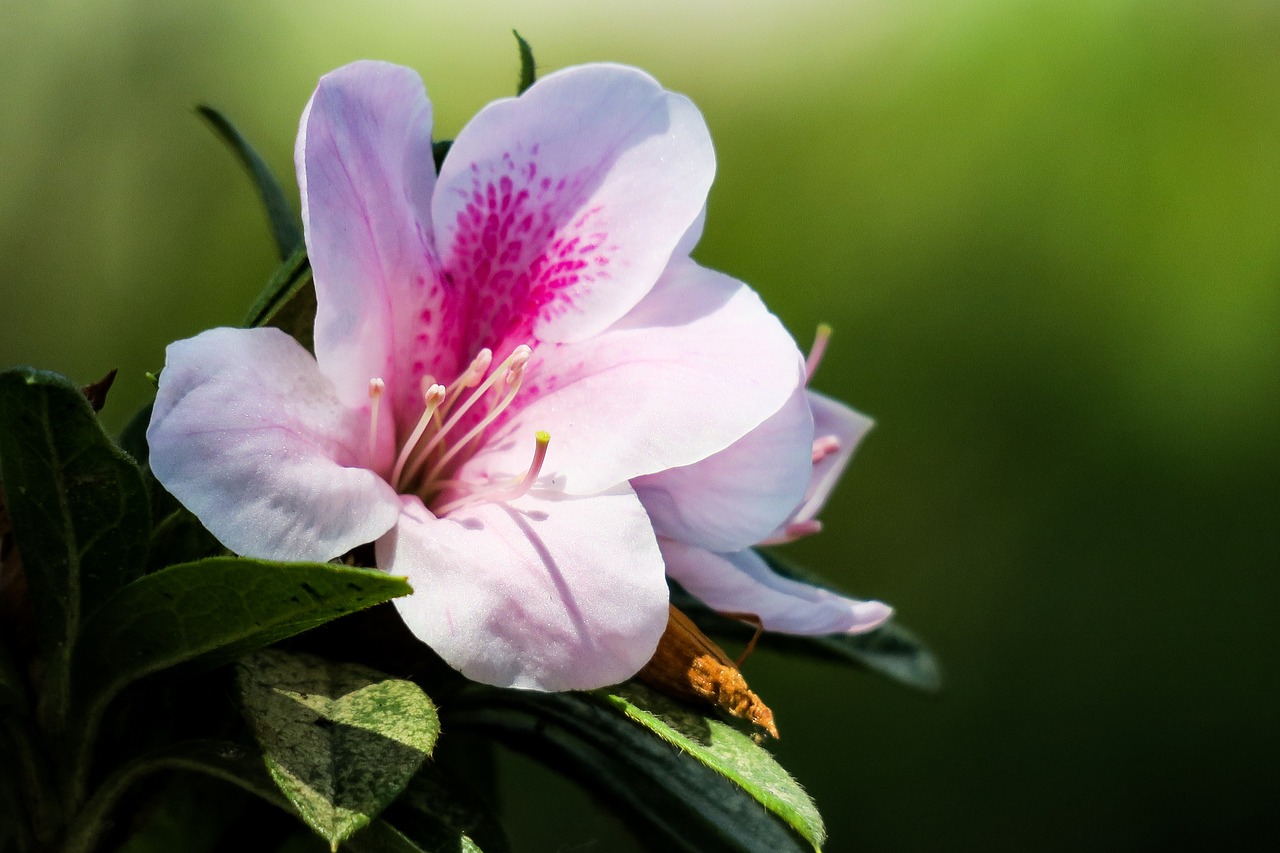 rhododendron  hong kong  the year april free photo