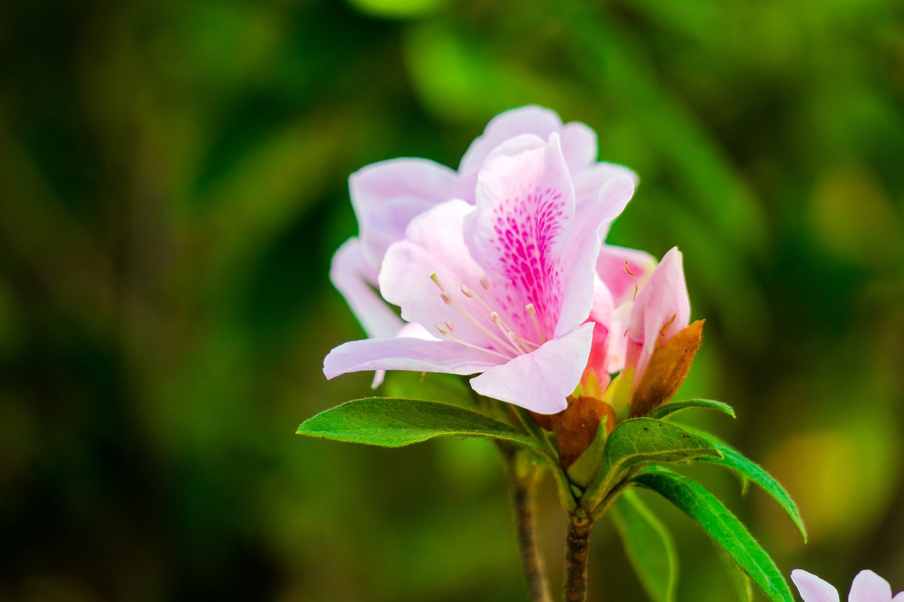 rhododendron  hong kong  the year april free photo