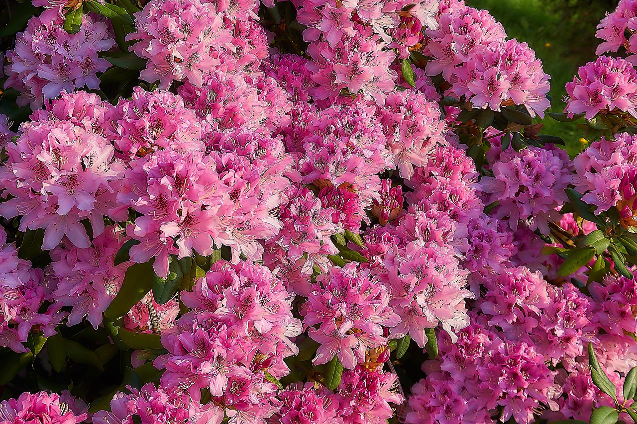 rhododendron  blossom  bloom free photo